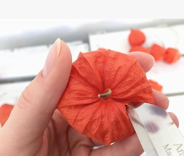 14914934_1202471959819737_1980095250_n