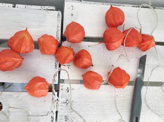 14914992_1202471999819733_103029464_n